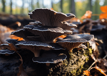 Can You Eat Turkey Tail Mushrooms?