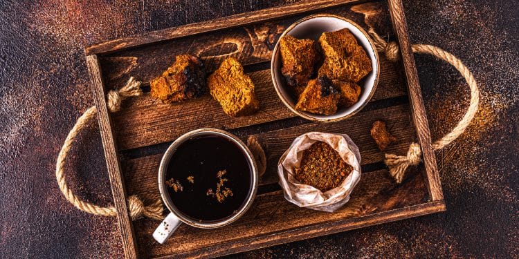 Chaga and Reishi | The Similarities, Differences, and Benefits