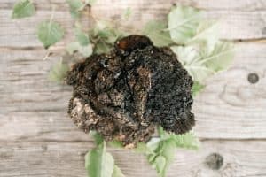Using Chaga for Psoriasis, Does It Work?