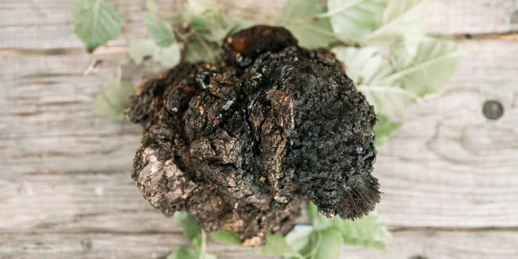 Using Chaga for Psoriasis, Does It Work?