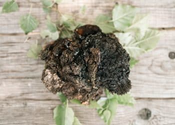 Chaga Mushroom Common Uses