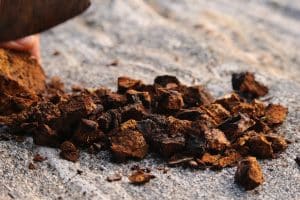 Chaga Mushroom for Cats and Dogs