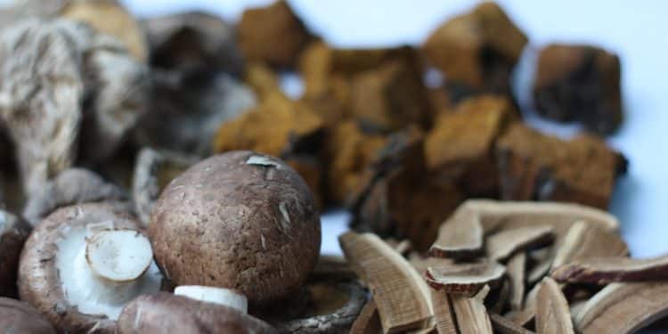 Is Chaga Mushroom Low Histamine?