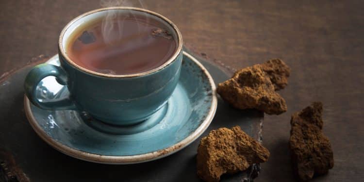 Chaga Mushroom Tea | What You Need To Know