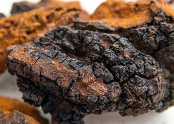 Chaga Tea and Diabetes | Does Chaga Help with Diabetes?