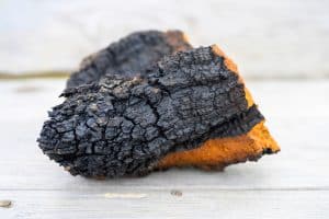 Does Chaga Have a Fruiting Body?