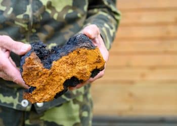 Does Chaga Mushroom Clear Toxins?