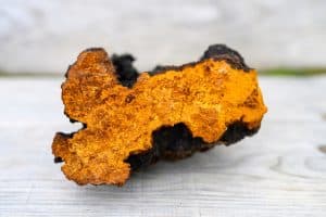 Does Chaga Mushroom Go Bad?