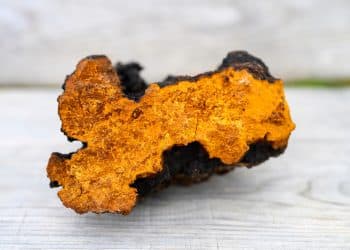 Does Chaga Mushroom Go Bad?