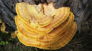 Does Reishi Mushroom Give You Energy? You May Be Surprised
