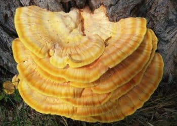 Does Reishi Mushroom Give You Energy? You May Be Surprised