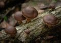 Does Shiitake Mushroom Cause Diarrhea?
