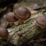 Does Shiitake Mushroom Cause Diarrhea?