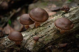Does Shiitake Mushroom Cause Diarrhea?