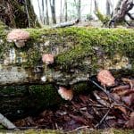 Does Shiitake Mushroom Grow In The Wild?
