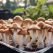 Growing Mushrooms From Grain Spawn