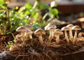Growing Mushrooms in Straw: A Quick How-To