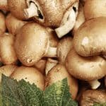 Growing Shiitake Mushrooms