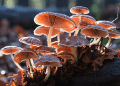 which mushroom supplements can i take Turkey Tail Mushrooms