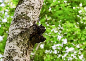 How Do You Identify a Chaga Mushroom?