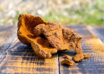 How Long Can You Store Chaga Mushroom?