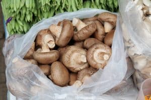 How Long Does Shiitake Mushroom Stay Fresh?