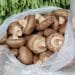 How Long Does Shiitake Mushroom Stay Fresh?