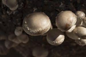 How to Get Shiitake Mushroom Spores