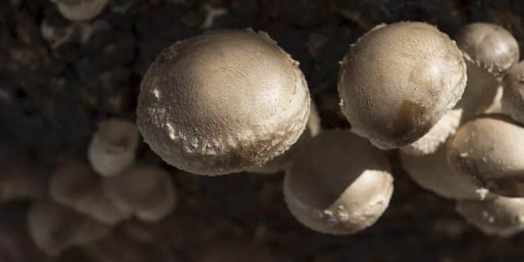 How to Get Shiitake Mushroom Spores