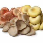 How to Grow Oyster Mushrooms