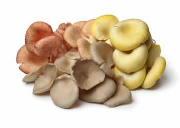 How to Grow Oyster Mushrooms