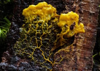 How to Grow Tremella Mushroom | Is It Possible?
