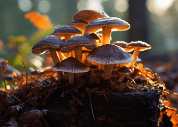 How To Take Turkey Tail Mushroom and Ideal Dosage