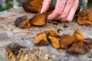 Is Chaga Mushroom Same As Turkey Tail?