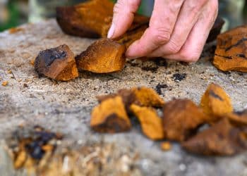 Is Chaga Mushroom Same As Turkey Tail?