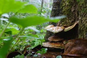Is Reishi Mushroom Good For Candida?