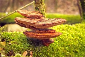 Is Reishi Mushroom Good For Herpes? You Will Be Surprised