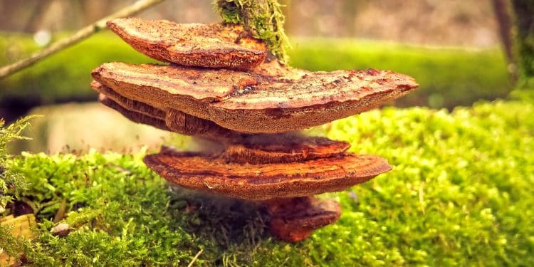 Is Reishi Mushroom Good For Herpes? You Will Be Surprised