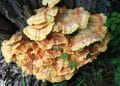 Is Reishi Mushroom Good For Psoriasis?