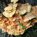 Is Reishi Mushroom Good For Psoriasis?
