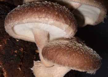 Is Shiitake Mushroom a Superfood?