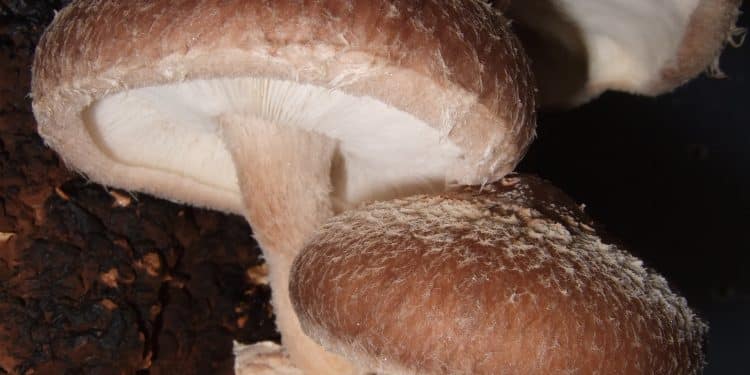 Is Shiitake Mushroom a Superfood?