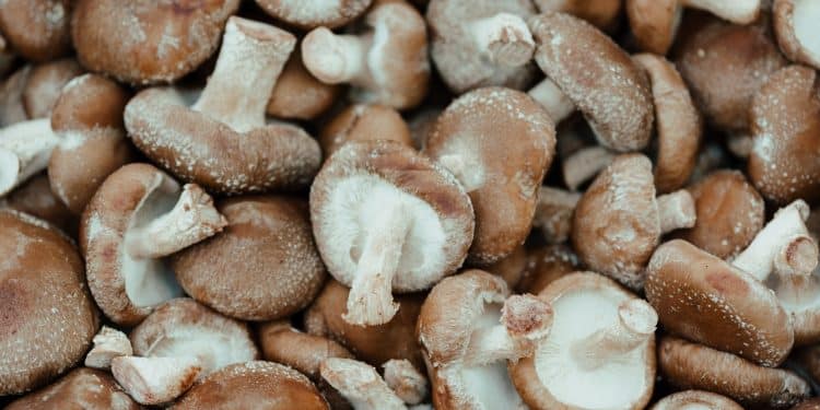 AHCC Shiitake Mushroom Extract