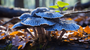 Is There a Poisonous Mushroom That Looks Like Turkey Tail?