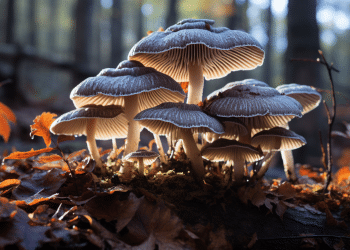 Is Turkey Tail Mushroom Psychedelic?