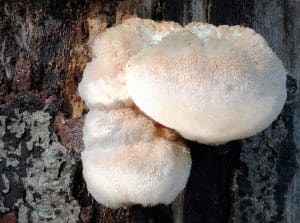 Lion’s Mane Extract vs Powder? What You Should Know