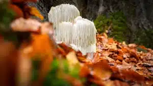Lion’s Mane for Neuropathy | A Deep Dive