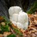 Lion's Mane Mycelium