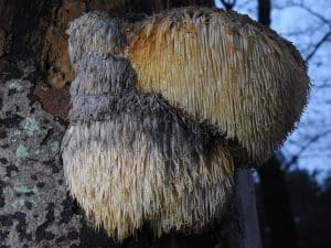 Lion's Mane Mushroom | Everything You Need to Know