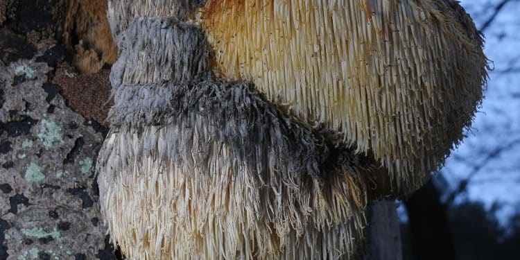 Lion's Mane Mushroom | Everything You Need to Know